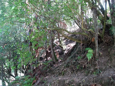 Tour Of Duty Paintball Bush Course