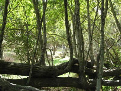 Tour Of Duty Paintball Bush Course